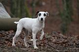 PARSON RUSSEL TERRIER 225